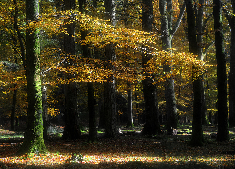 Autumn Beech Gold, Rhinefield